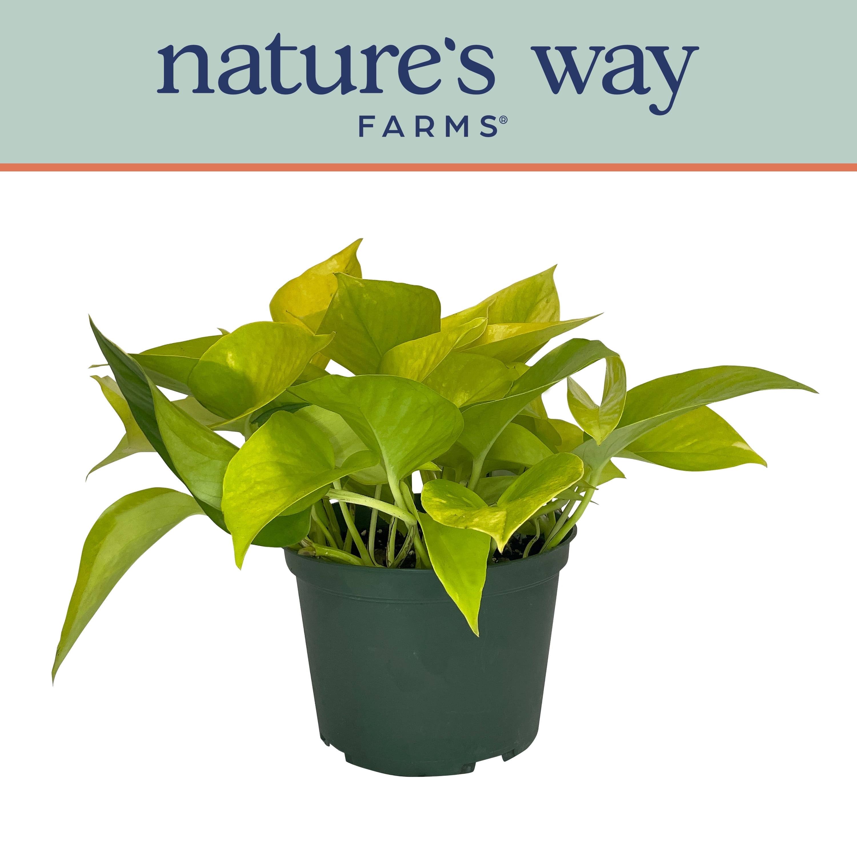 Nature's Way Farms Pothos Neon Live Plant (7-11 in. Tall) in Growers Pot