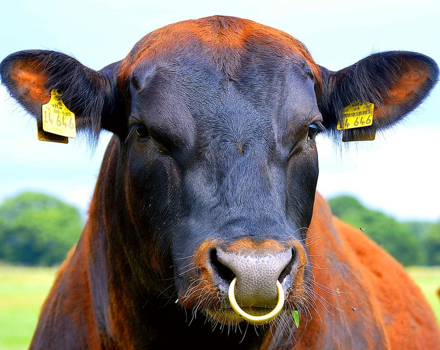 ...Stock Photos Smart cattle nose-ring converts up to Science Source - Dair...