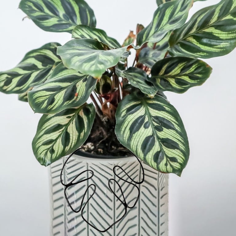 where to buy monstera plant Monstera Deliciosa Medusa 6” Exact Plant main image 0
