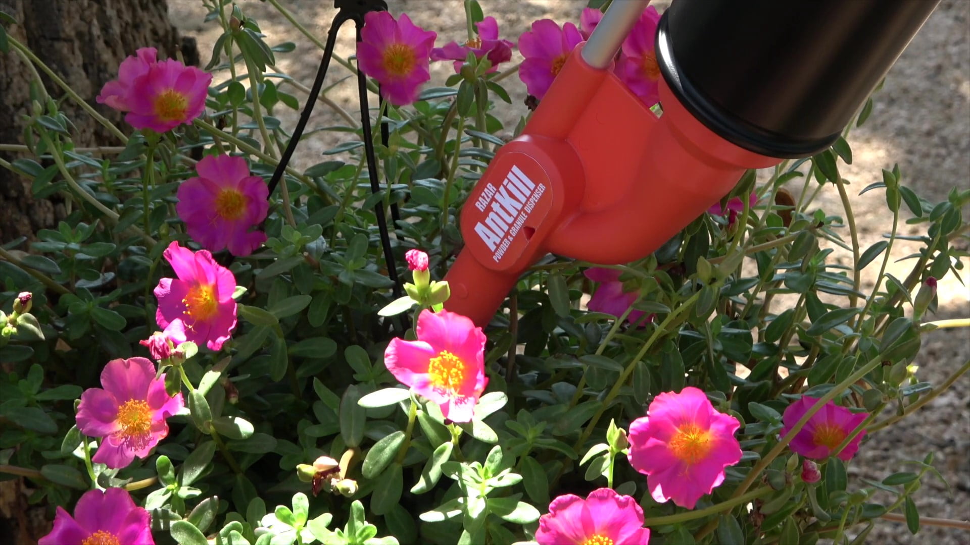 RAZAR ANTKILL Powder & Granule Dispenser
