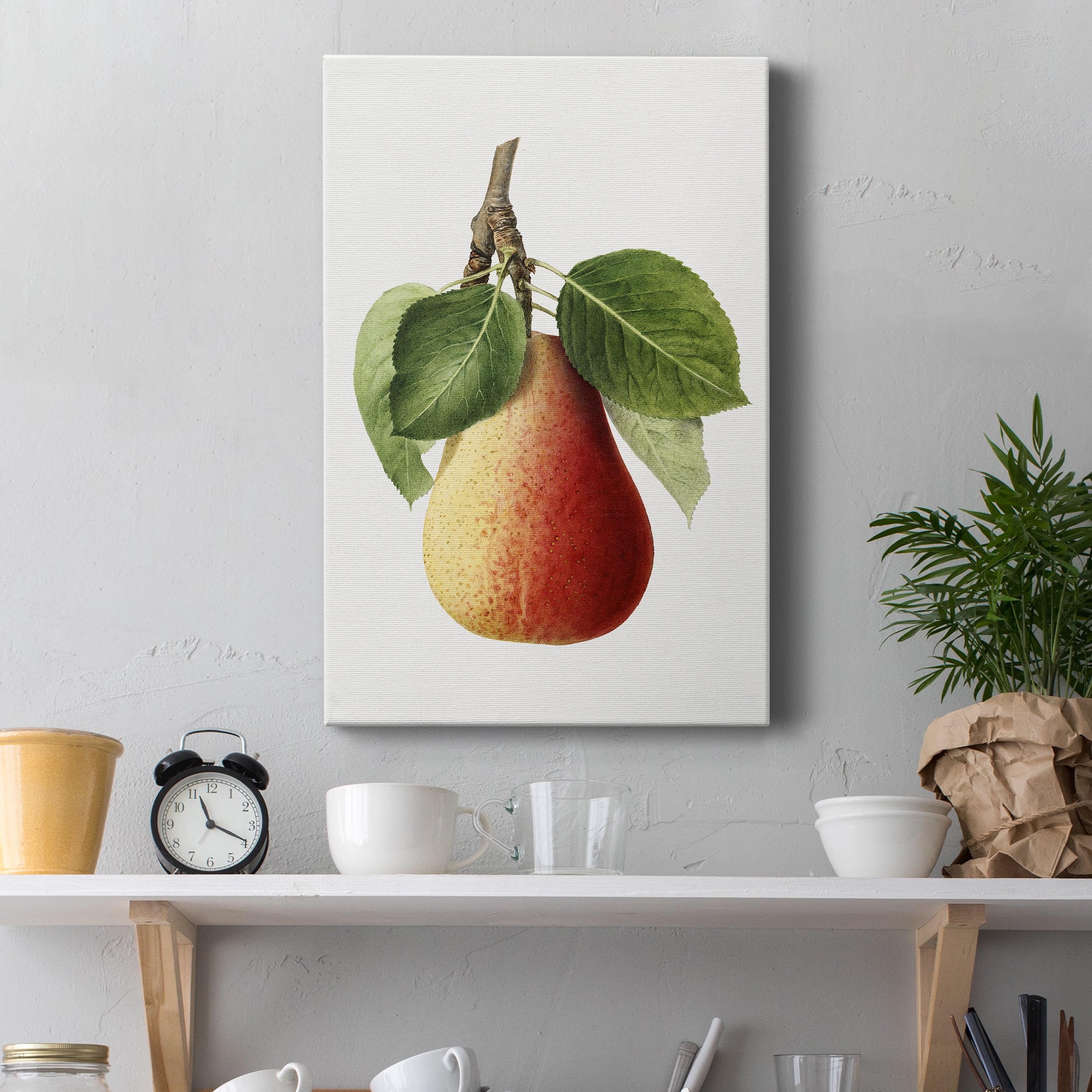 Vintage Pear Illustration II Premium Gallery Wrapped Canvas - Ready to Hang - 32 x 48