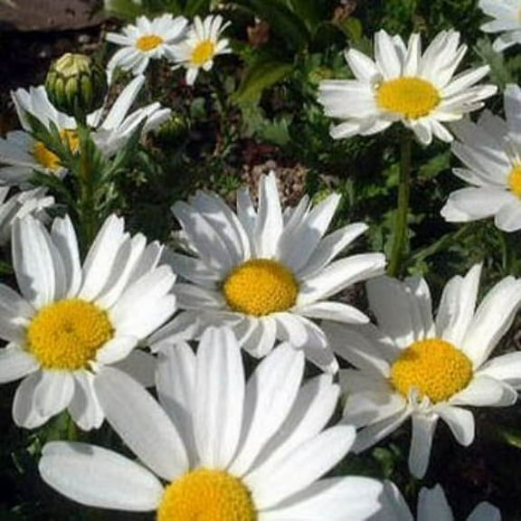 Outsidepride Chrysanthemum Creeping Daisy - 10000 Seeds