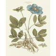 thumbnail image 2 of Miller, John 12x14 White Modern Wood Framed Museum Art Print Titled - Bashful Blue Florals I, 2 of 4