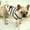 Black, variant on Kiplyki New Fashion Pet Stripes Coat Love Print Cat Dog Clothing