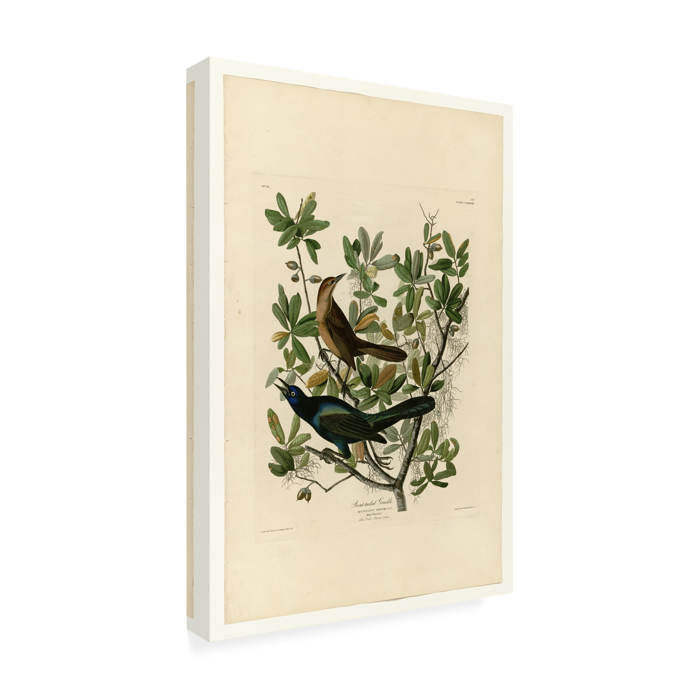 Audubon 'Boattailed Grackleplate 187' Canvas Art