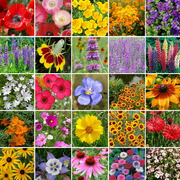 Eden Brothers All Perennial Wildflower Mixed Seeds for Planting, 1 lb ...