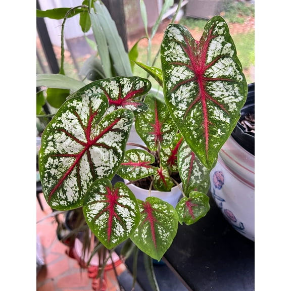 Blue Buddha Farm: Carousel Caladium (2 Bulbs) - Easy to Grow Indoor or Outdoor Perennial Plant