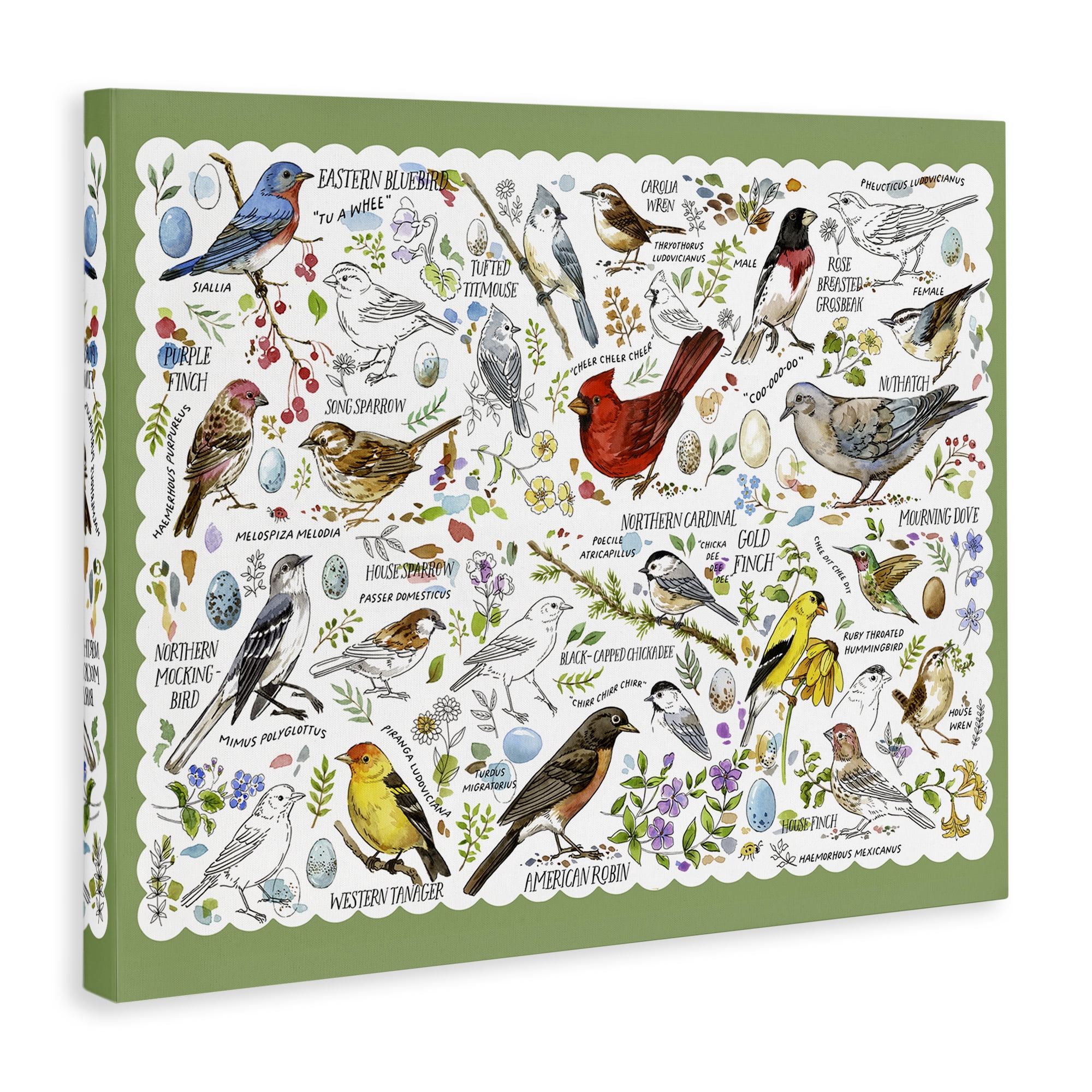 Stupell Industries Various Bird Species Animals & Insects Painting Gallery Wrapped Canvas Art Print Wall Art, 20 x 16