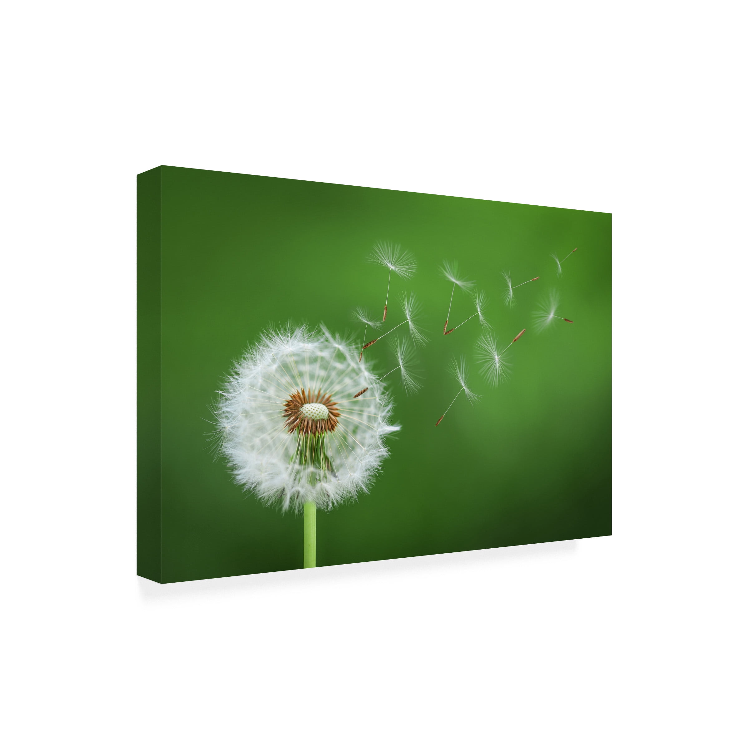 Bess Hamiti 'Dandelion Blowing 2' Canvas Art