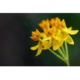 thumbnail image 2 of 10 *Seeds SILKY GOLD MILKWEED Butterfly Weed Asclepias Curassavica Monarch Flower Seeds, 2 of 10