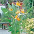 thumbnail image 5 of Set 2 Orange Bird of Paradise Plants Live for Planting, Tropical Strelitzia Reginae Bird of Paradise Plants for Indoor Outdoor 4 to 6 Inch Tall, 5 of 6