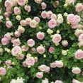 Heirloom Roses Rose Bush The Eden® Climbing Plant , Live Plants For Outdoors , Pink Climber