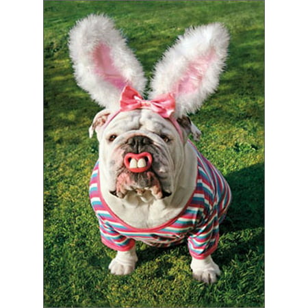 Avanti Press Dog With Bunny Teeth Funny / Humorous Bulldog Easter Card