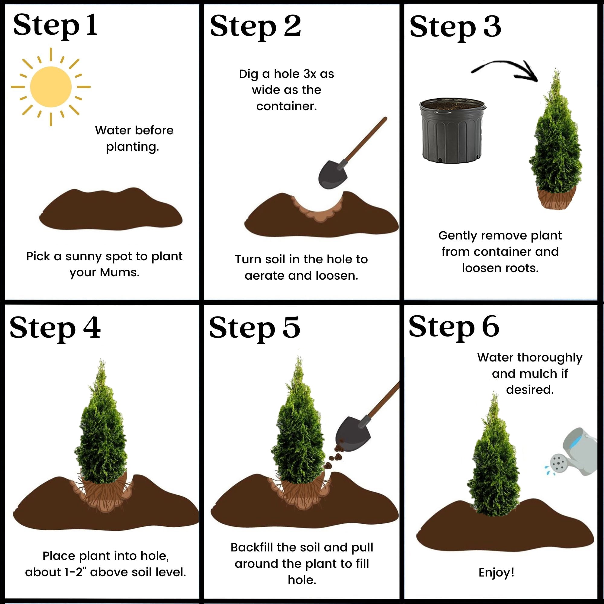 Expert Gardener 2.5 Quart Emerald Green Arborvitae Live Shrub