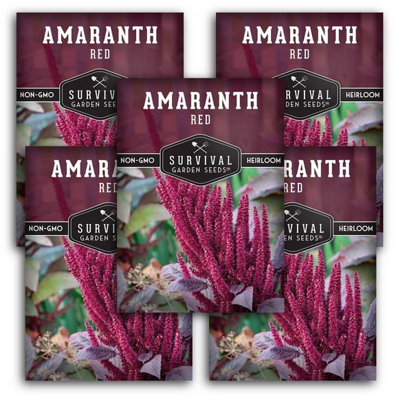 5 Pack Red Amaranth Seeds - Non-GMO Heirloom Full Sun Annual Vegetable