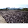 thumbnail image 4 of 25 Tahitian Extract Grade B Vanilla Beans 4~6" by Vanilla Products USA, 4 of 9