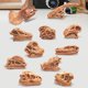 thumbnail image 4 of Gwong Juguete 11 unids / set dinosaurio fósil modelo alta simulación pintada a mano carnotaurus dinosaurio cráneo fósil figurilla para niños Gwong 30011293, 4 of 6