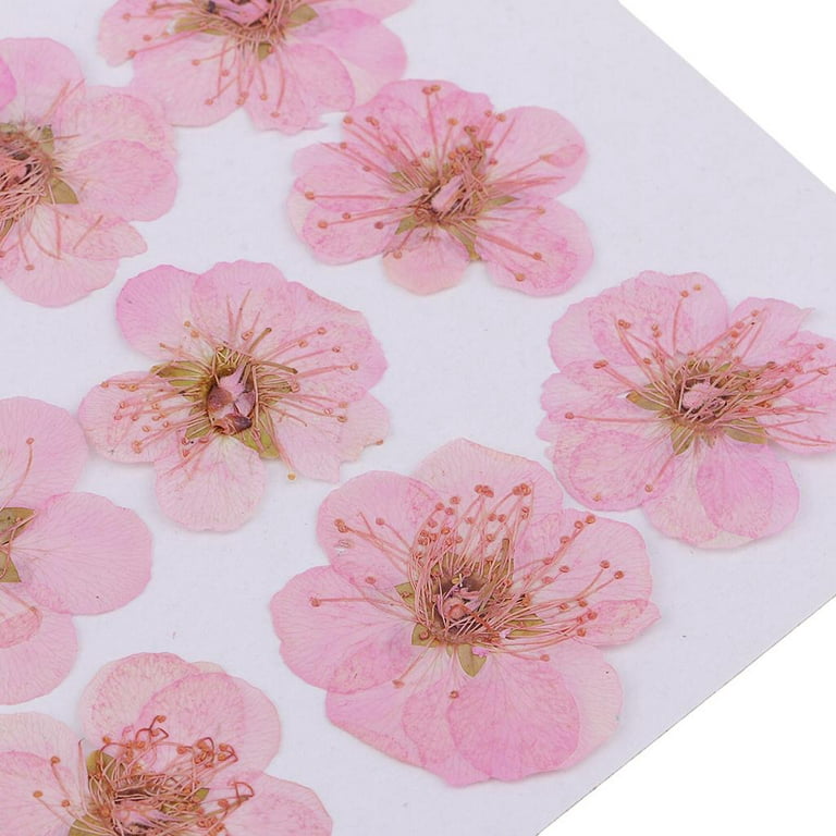 12pcs Dried Real Pressed Flower Stickers dyed pressed flower for phone case