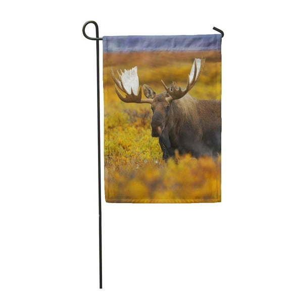 NUDECOR Bull Moose Wanders Across The Fall Colored Tundra of Denali National Park Garden Flag Decorative Flag House Banner 28x40 inch