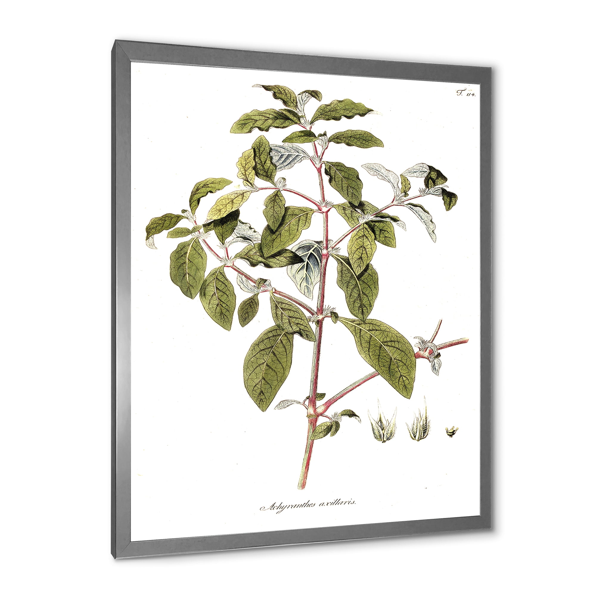 Designart 'Ancient American Flora IV' Traditional Framed Art Print