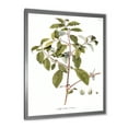 thumbnail image 2 of Designart 'Ancient American Flora IV' Traditional Framed Art Print, 2 of 4