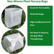 Weeping Willow Tree - 3-4 Feet Tall - ( 2.5 QT ) - Fast growing - Full sun
