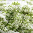 thumbnail image 4 of White Fringe Tree Live Plants, Fragrant, Spring-Flowering, Ornamental, 4 of 5