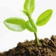 thumbnail image 5 of Planta de fibra de coco Ladrillo de cultivo para cultivo y macetas | Sustituto del suelo de alta retención de agua | Hidroponía Indoor Outdoor Seed Starting | Kit con Elevador de Perforadora de, 5 of 7