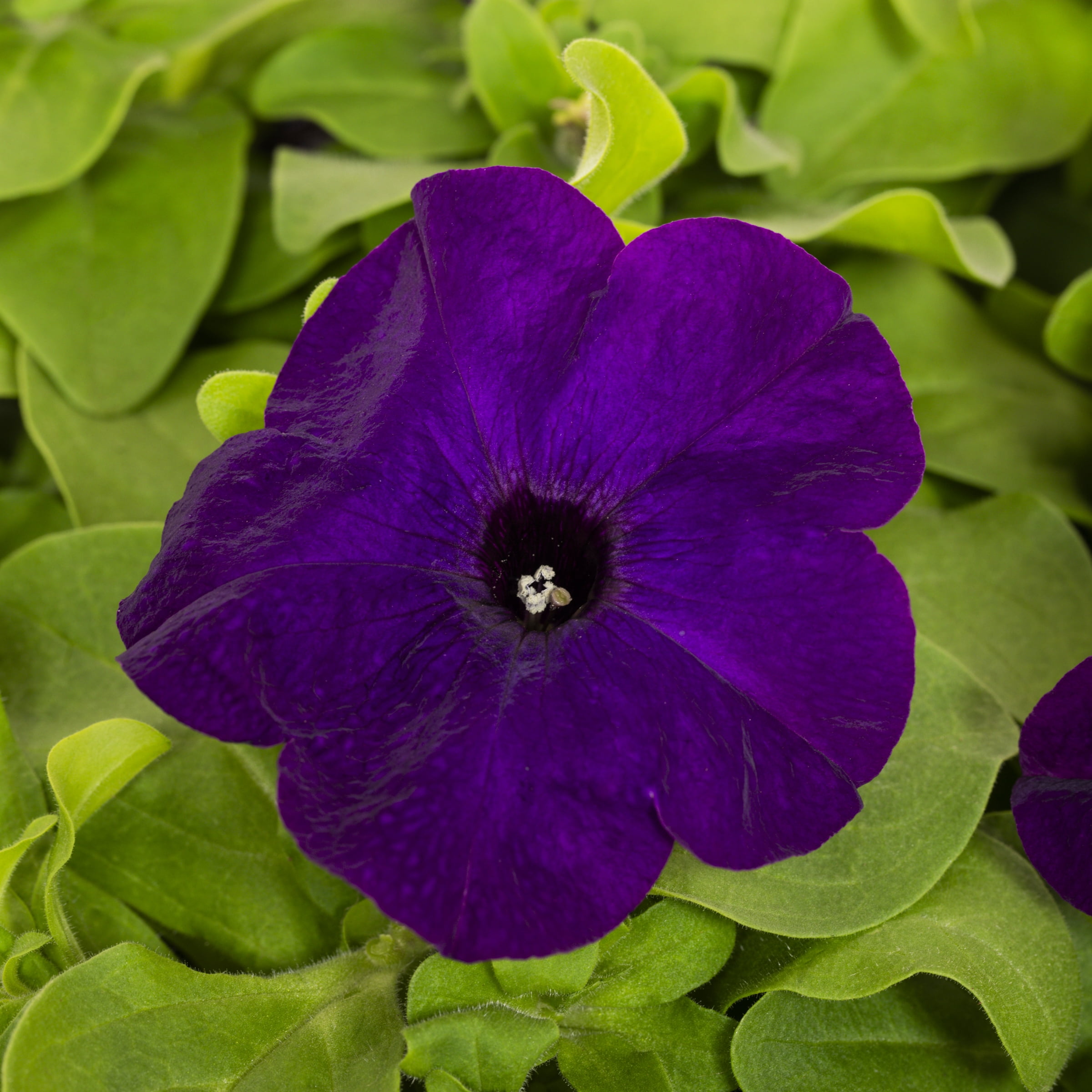 Expert Gardener 1.5gal Purple Petunia Live Annual Plant Hanging Basket Sun