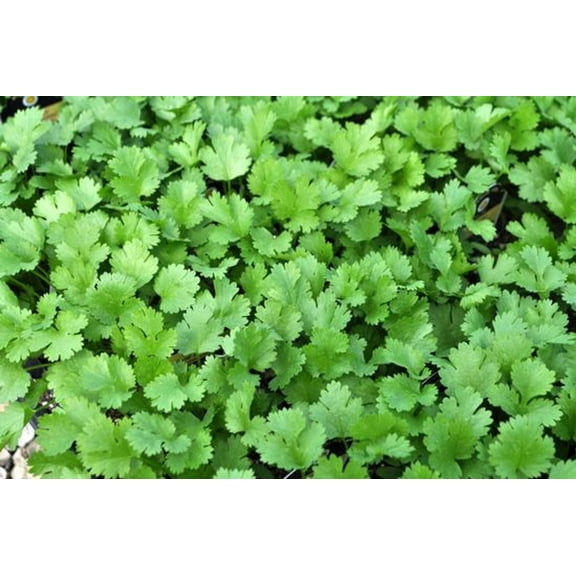 Cilantro - Coriander - Live Herb - Slow Bolting - 3" Pot