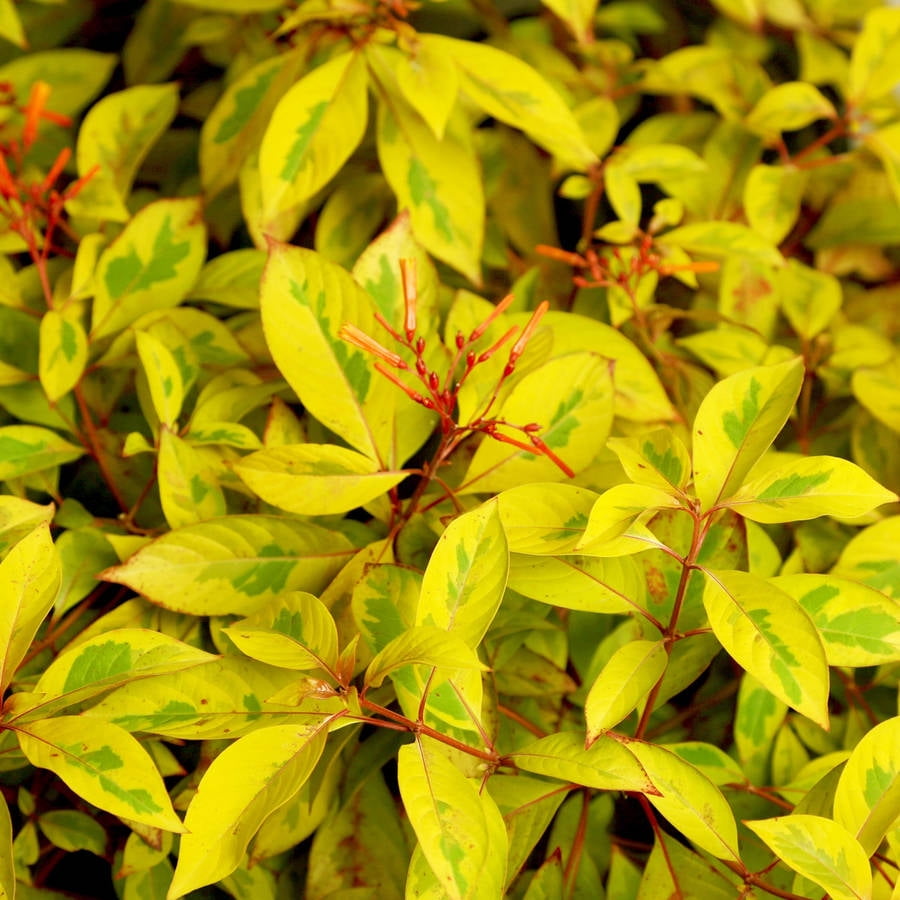 Lime Sizzler Firebush Live Evergreen Shrub 2 Gal