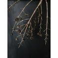 thumbnail image 2 of Rigsby, Jennifer 19x24 White Modern Wood Framed Museum Art Print Titled - Branches in Noir II, 2 of 4