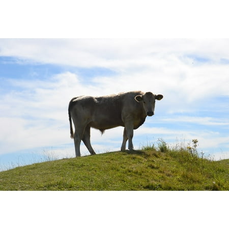 laminated poster bovine cow hill meadow bullock animal cattle poster