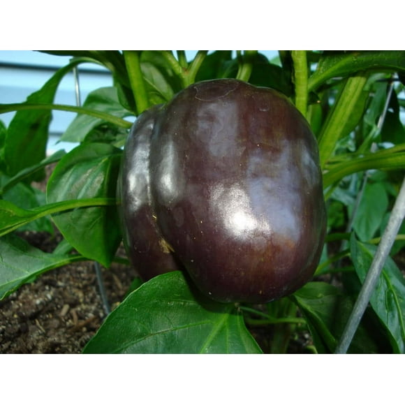 30 Graines de Poivron Beauté Chocolat Doux Brun Capsicum Annuum Légumes