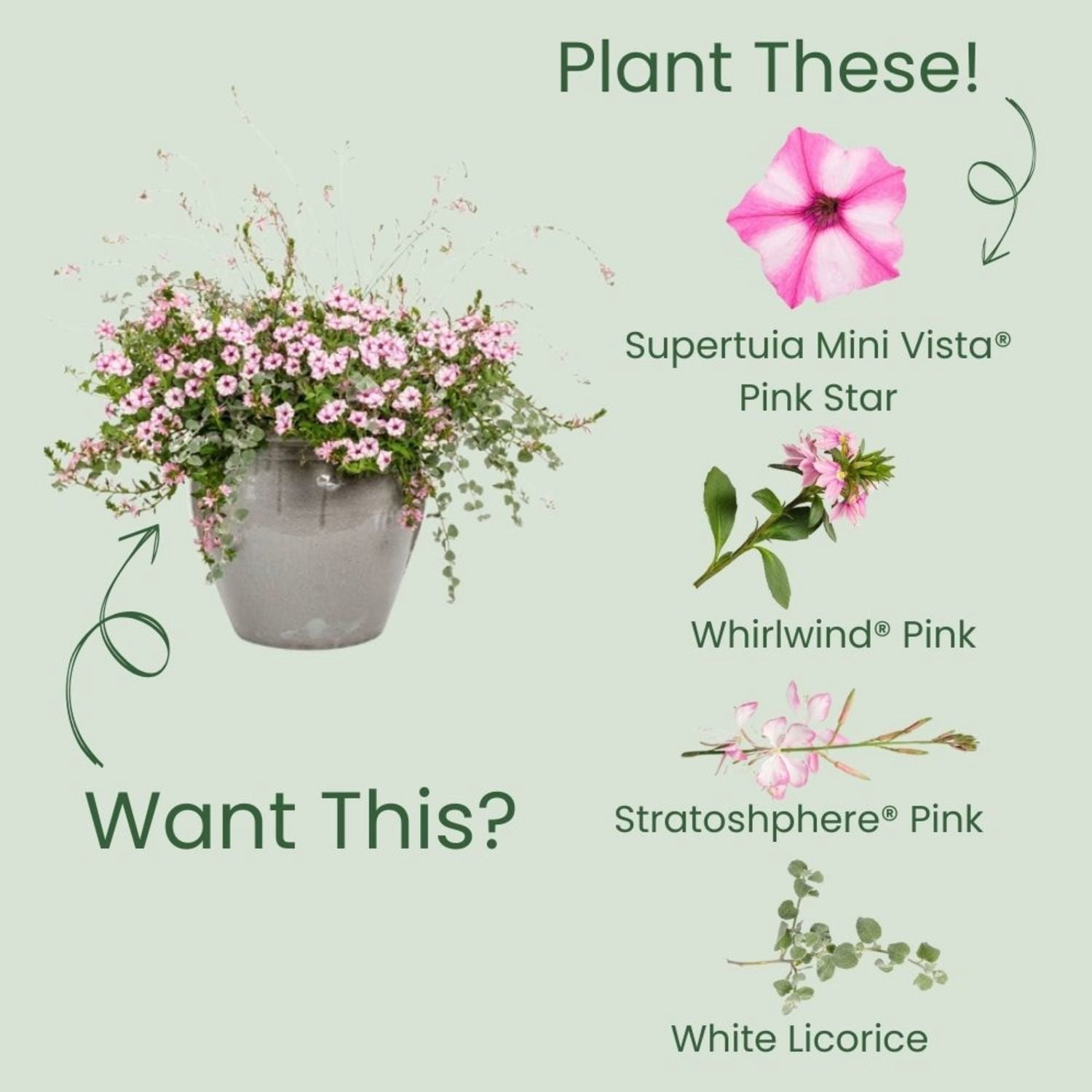 Proven Winners 4" Supertunia Mini Vista Pink Star Petunia Live Plant in 4.25" Pot (4 Count)