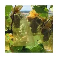 thumbnail image 4 of Silver50pcs Strawberry Grapes Fruit Protection Bags Pest Control Anti-bird Garden Netting Bags Mesh, 4 of 4