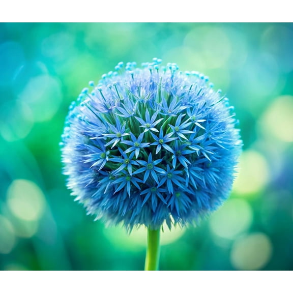 Blue Allium Bulbs for Planting  Allium Azureum Caeruleum (20 Bulbs)