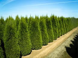 Emerald Green Arborvitae, 4 Separate Plants in 4 Separate Pots, 6-14 inches Tall Emerald Green Arborvitae, 4 Separate Plants in 4 Separate Pots, 6-14 inches Tall