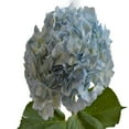 thumbnail image 2 of Kabloom 30 Blue Hydrangeas, Handpicked Farm-Fresh Flowers, 2 of 5