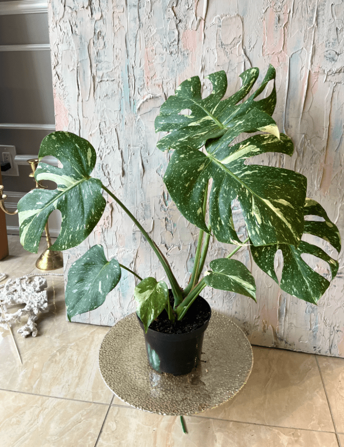 Set of 2 Thai Constellation Monstera Live Plants, Variegated Indoor Houseplant Starters, Tropical Home Decor Plants, 4-6 Inch Tall