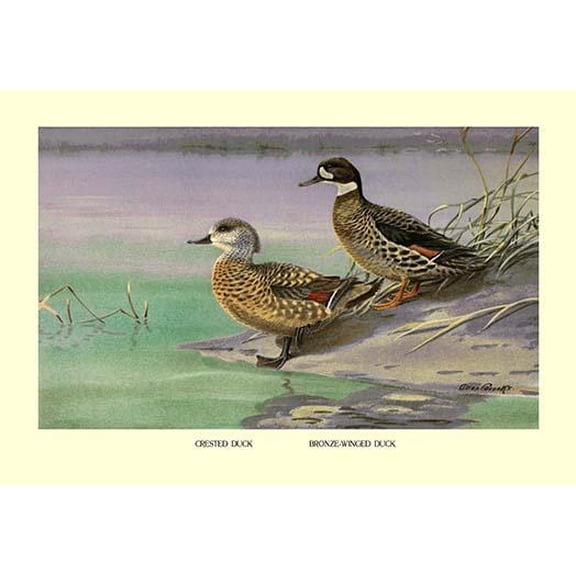 Crested and Bronze-Winged Ducks-Fine Art Canvas Print (20" x 30")