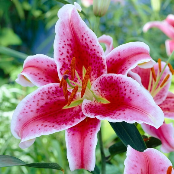 Garden State Bulb Stargazer Oriental Lily Flower Bulbs, 16/18cm, Spring Planting (Bag of 10)