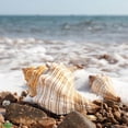 thumbnail image 4 of 3"-7" Natural Conch Shells Normal / Large Seashells for Beach Theme Party Home Decorations DIY Crafts Fish for Tank Orna, 4 of 4
