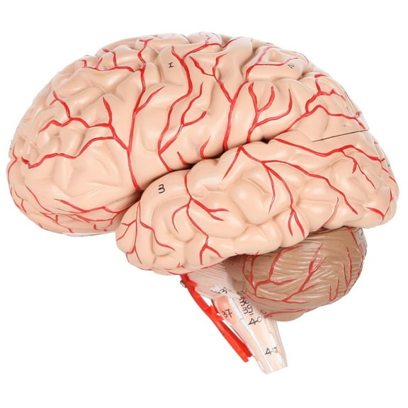 Axis Scientific Deluxe 8-Part Human Brain Model with Arteries | Shows Major Lobes and 41 Anatomical Features of The Human Brain | Includes Base and Detailed Full-Color Product Manual
