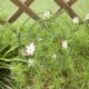 thumbnail image 5 of Estructura trepadora de jardín, rejilla verde de soporte, tutores para macetas, para peonías, plantas trepadoras y hortalizas, 5 of 7