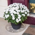 thumbnail image 4 of Gardener's Blue Ribbon Saucer Plus 16 In. Clear Plastic Flower Pot Saucer SP16, 4 of 6