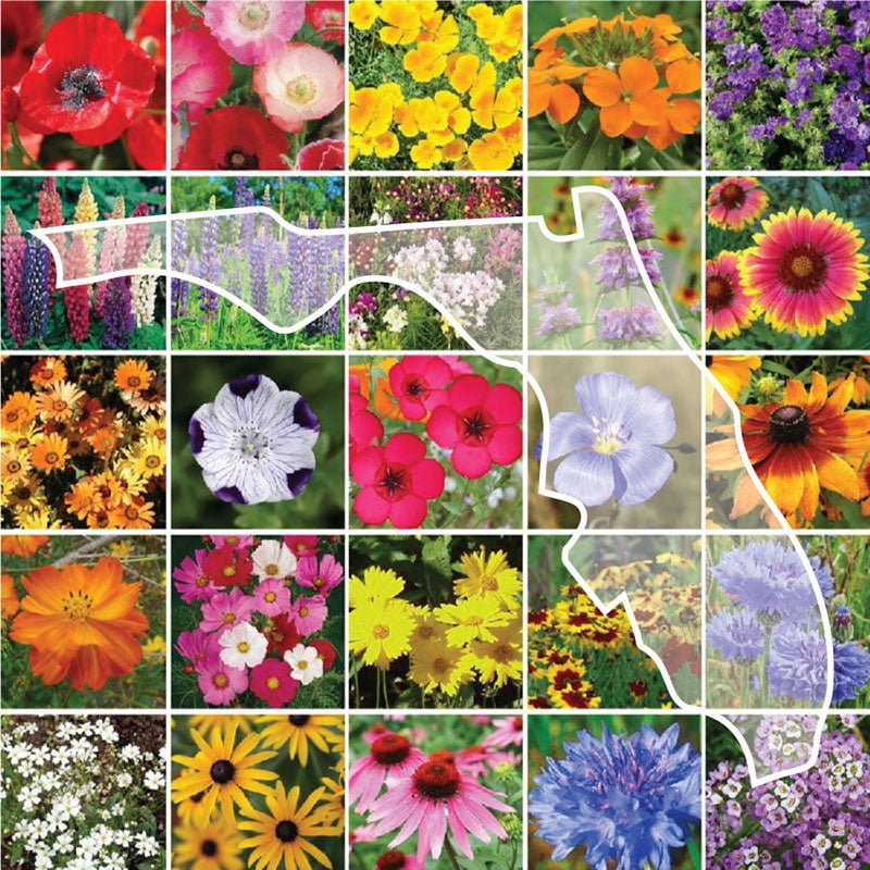 Wildflower Seed And Plant Growers Association Best Flower Site