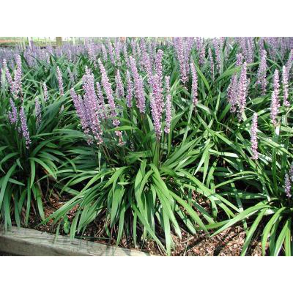Classy Groundcovers Lily Turf 'Ingwersen' Lilyturf, Border Grass, Monkey Grass {54 Pots 2 1/