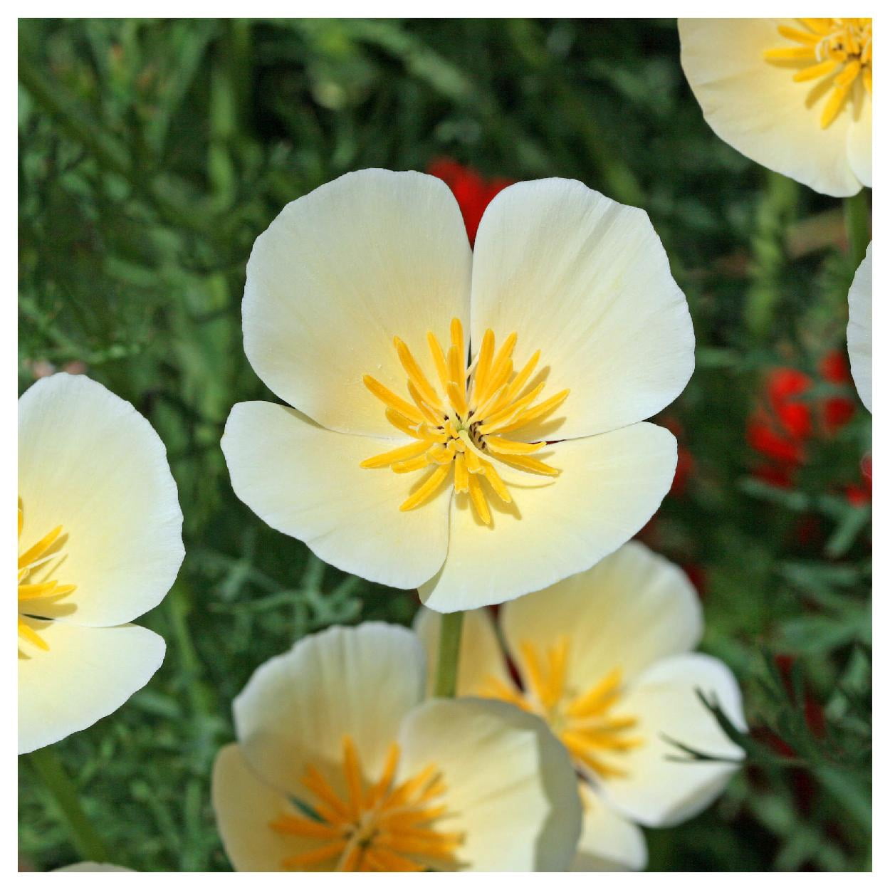 Everwilde Farms - 1/4 lb Ivory Castle California Poppy Garden Flower Seeds - Gold Vault Bulk Seed Packet