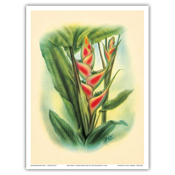 Heliconia - Color Book Plate from - In An Old Hawaiian Garden - Vintage Hawaiian Airbrush Art by Ted Mundorff c.1947 - Master Art Print (Unframed) 9in x 12in